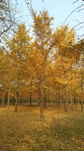 山东银杏树种植基地图片