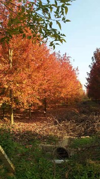 全國(guó)紅楓價(jià)格