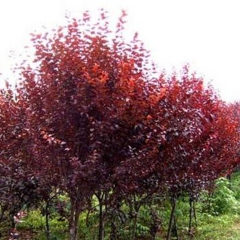 浙江紅葉李自產(chǎn)自銷紫葉李