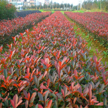 臨沂書生園藝紅葉石楠苗