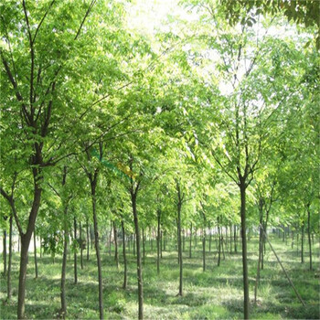 商丘櫸樹苗