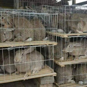 常德杂交野兔养殖基地