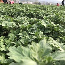 金丝皇菊苗、皇菊种苗种植要求和技术图片