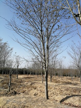 福建樱花苗基地