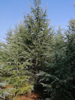 南京玄武雪松育苗場