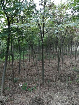 浙江樸樹苗基地