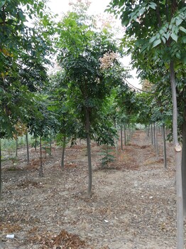 江西欒樹種植基地