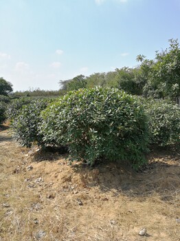 山东红叶石楠球