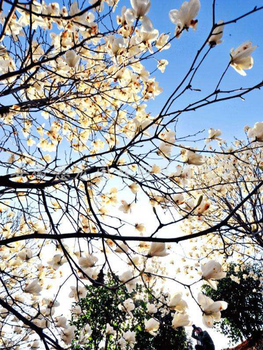 山東紅白玉蘭批發(fā)