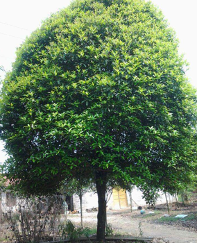 河北桂花樹批發(fā)價(jià)格