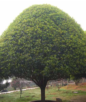 桂花樹批發(fā)價(jià)格