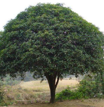 重庆桂花树苗种植基地