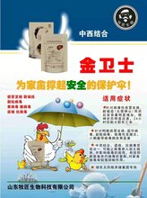 鸡流感新城疫快速治疗图片