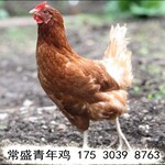 江西两个月海兰褐青年鸡优惠酬宾抚州两个月海兰褐厂家直供