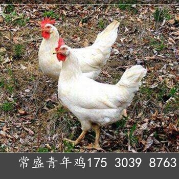 广西60日龄罗曼粉青年鸡采食量笼养罗曼粉青年鸡均匀度
