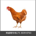 陕西海兰褐青年鸡采食量60日龄海兰褐青年鸡均匀度标准