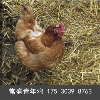 重庆海兰褐青年鸡管理重庆海兰褐青年鸡冬季管理