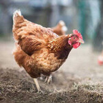 玉溪蛋鸡育成鸡的饲养管理要点常盛禽业3万只蛋鸡育成鸡