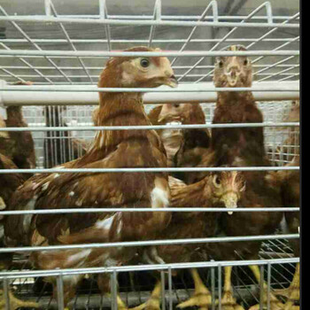 钦州京红1号青年鸡冬天养殖60日龄以上京红1号青年蛋鸡
