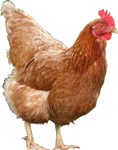 安徽海兰褐中鸡厂家安徽80天海兰褐中鸡