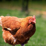 防城港海兰褐青年鸡均匀度和产蛋率的关系