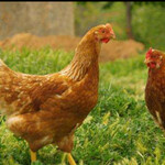 国产蛋鸡品种京红1号产蛋率高永州京红1号青年鸡饲料转化率高
