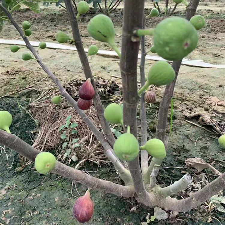 蓬莱柿无花果苗基地密植及行距