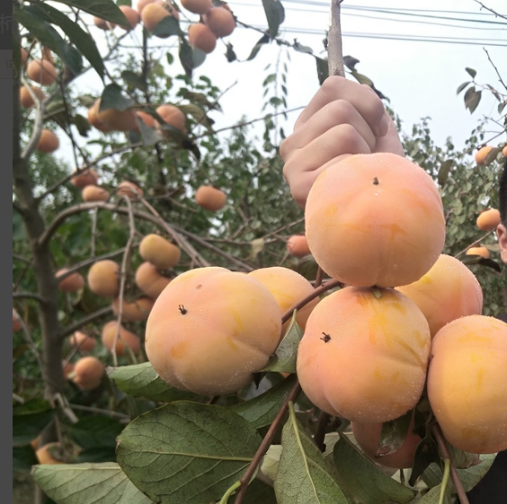 4公分柿子樹苗柿子樹苗種植技術(shù)-柿子樹苗種植技術(shù)