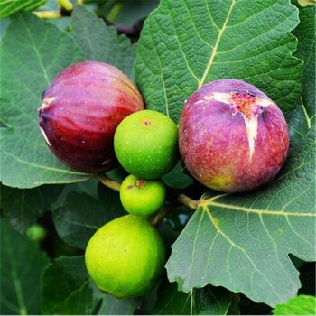 紫陶芬无话果苗基地、早黄无花果苗价格