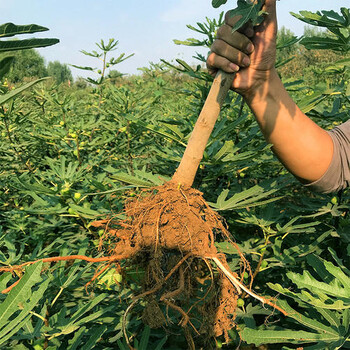 梁平法紫无花果苗种植密度