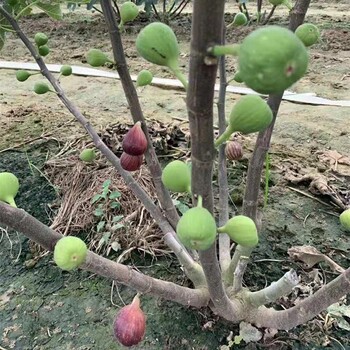 浙江中农红无花果苗种植密度