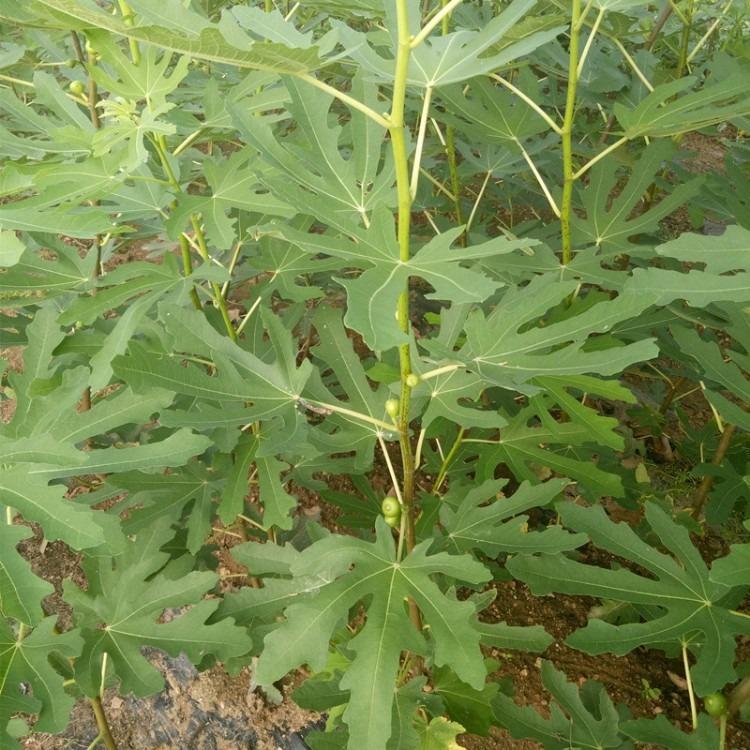 江门布兰瑞克无花果苗当年开花