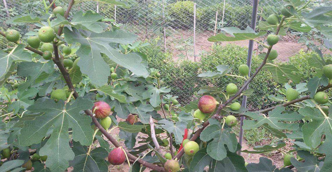 海南西莱斯特无花果树苗、无花果苗批发种植