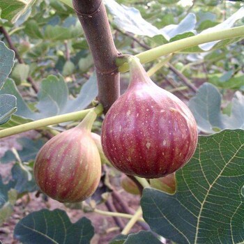 青海日紫無花果苗、綠抗一號無花果苗批發(fā)
