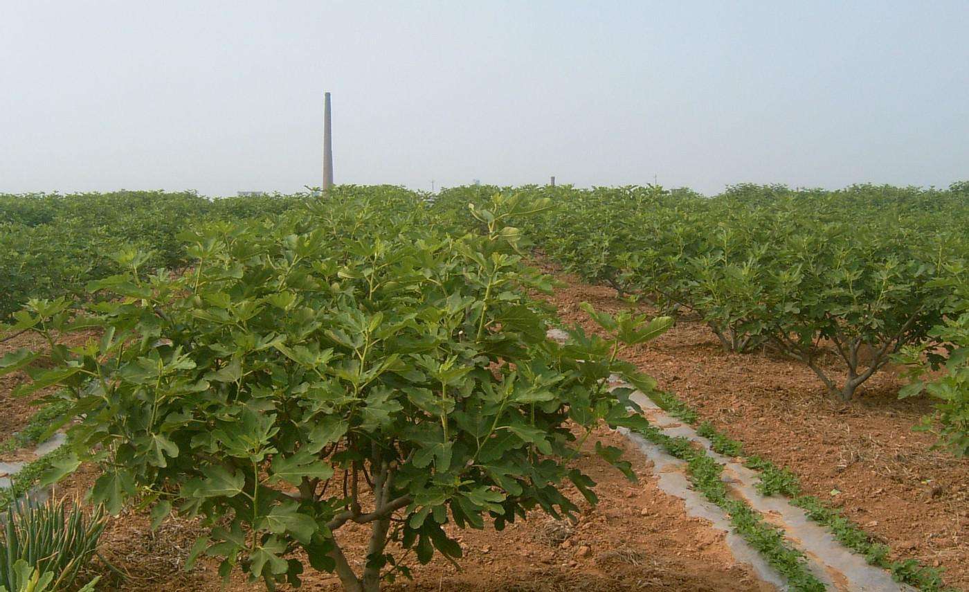 青海C47无花果树苗、大鸭梨青皮无花果苗批发基地