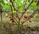 宁夏蓬莱柿无花果苗、紫陶芬无话果苗批发基地图片