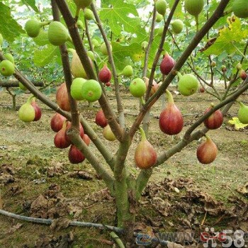 上海卡太無花果樹苗、早黃無花果苗價格