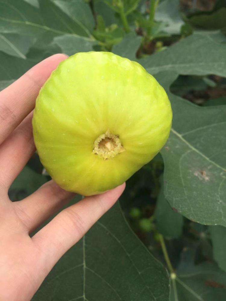 湖北原生型无花果无花果苗、无花果苗价格批发基地