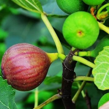 贵州红心无花果苗、紫陶芬无话果苗批发基地