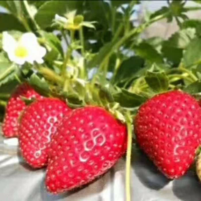 广州南沙太空草莓苗批发基地