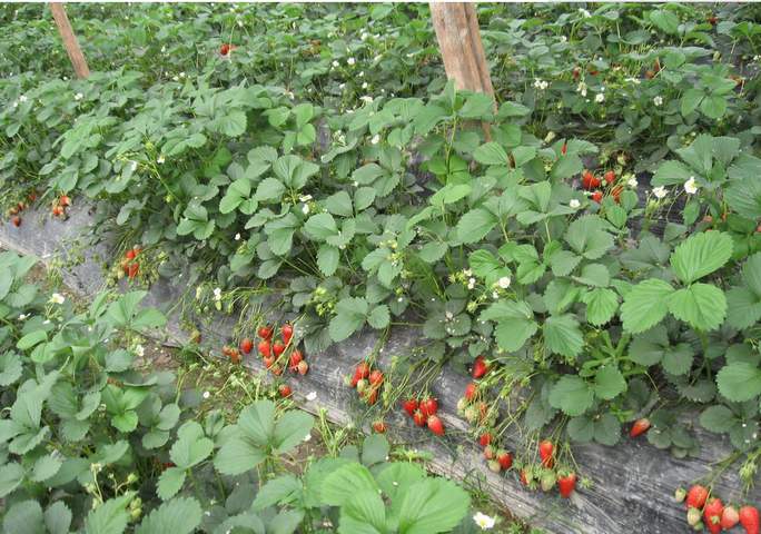 赣州定南当年挂果草莓苗品种大全