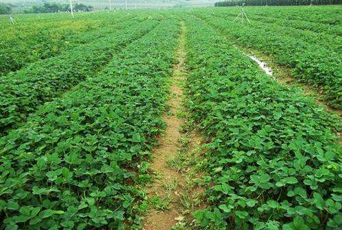 赣州定南当年挂果草莓苗品种大全