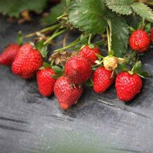 葫芦岛连山区当年挂果草莓苗品种大全图片
