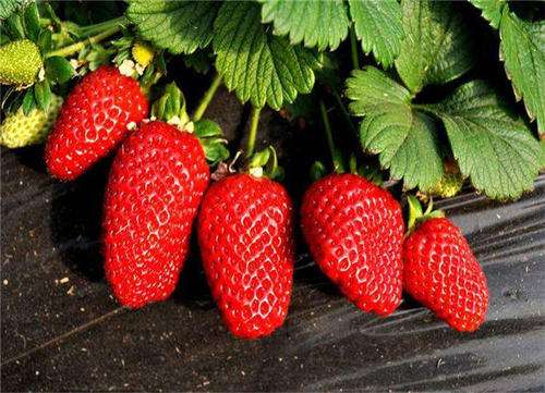 恩施恩施红颜草莓苗品种及价格