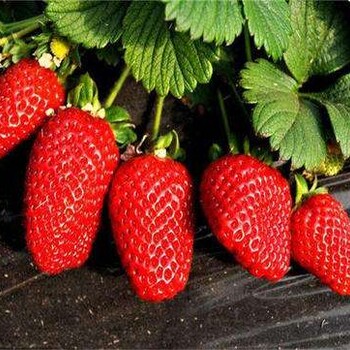 张掖民乐当年挂果草莓苗品种大全