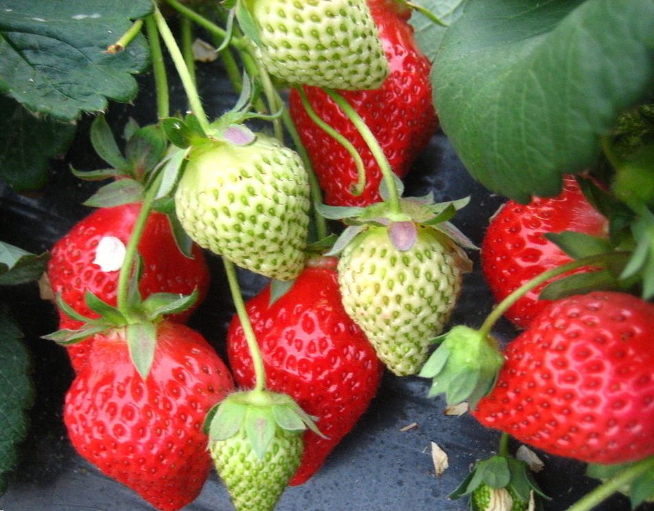 淄博沂源组培草莓苗种植基地