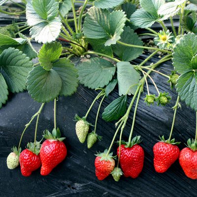 广州南沙太空草莓苗批发基地