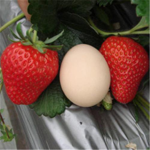 恩施恩施红颜草莓苗品种及价格