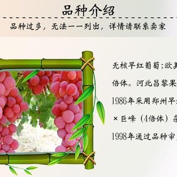 葡萄苗基地高亩产、附近京玉葡萄苗基地