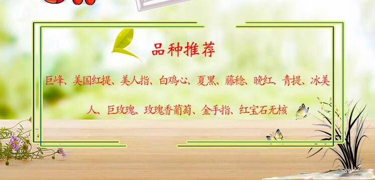 葡萄苗價(jià)格免費(fèi)送貨、附近玲瓏指葡萄樹(shù)苗基地